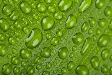 yeşil bitki yaprağı su damlaları