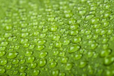 yeşil bitki yaprağı su damlaları