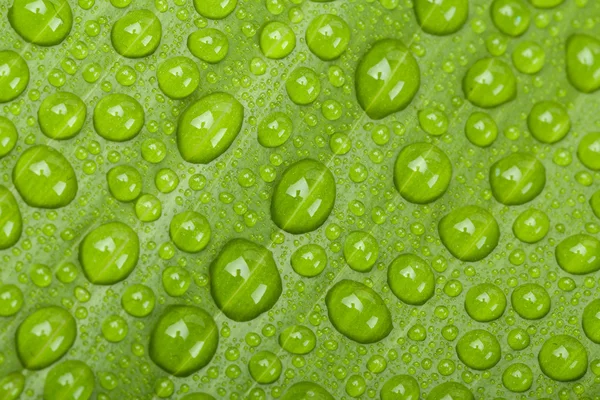 Kapky vody na zelených rostlin list — Stock fotografie