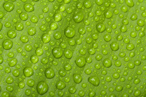 Gotas de água na folha verde da planta — Fotografia de Stock