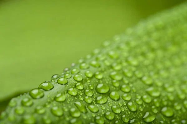 Wassertropfen auf grünem Pflanzenblatt — Stockfoto