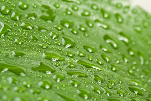 在绿色的植物叶上的水滴 — 图库照片