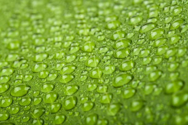 Kapky vody na zelených rostlin list — Stock fotografie