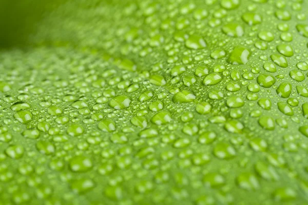 Gouttes d'eau sur feuille de plante verte — Photo