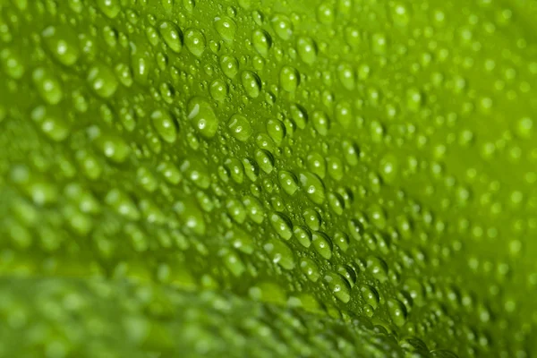 Gocce d'acqua sulla foglia verde della pianta — Foto Stock