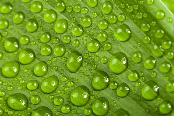 Wassertropfen auf grünem Pflanzenblatt — Stockfoto