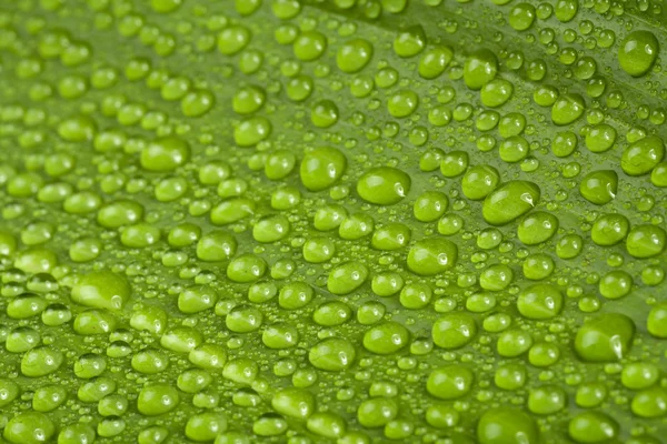 Gotas de agua en hoja de planta verde — Foto de Stock