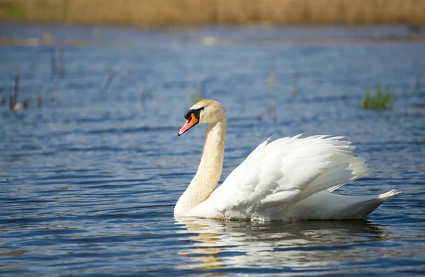 Cisne mudo, Cygnus, un solo pájaro en el agua — Foto de Stock