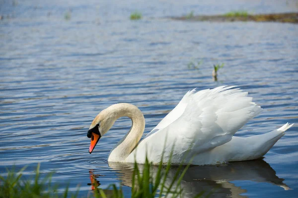 Höckerschwan, Cygnus, einzelner Vogel auf dem Wasser — Stockfoto