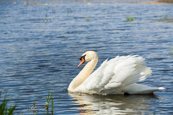 Cisne mudo, Cygnus, un solo pájaro en el agua — Foto de Stock