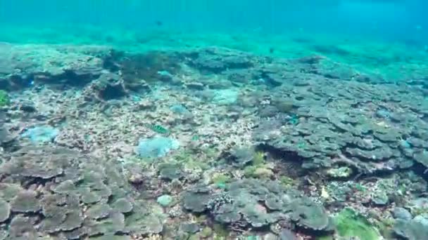 Snorkling i indonesiska havet — Stockvideo