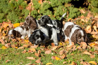 İngiliz cocker spaniel puppies