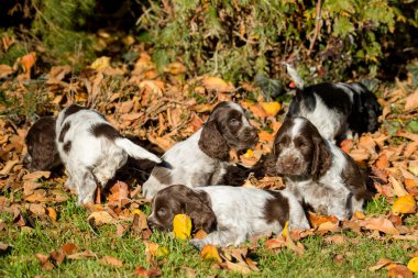 İngiliz cocker spaniel puppies