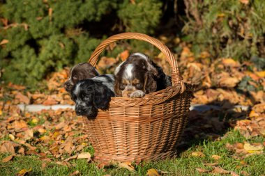 İngiliz Cocker Spaniel köpek sepeti