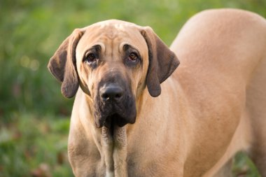 Fila Brasileiro (Brazilian Mastiff erkek)