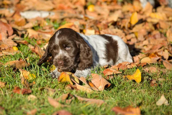 英国のコッカー spaniel 子犬 — ストック写真