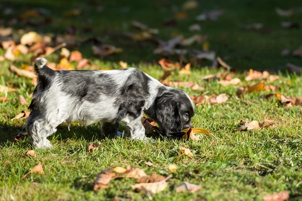 英国可卡犬的小狗 — 图库照片