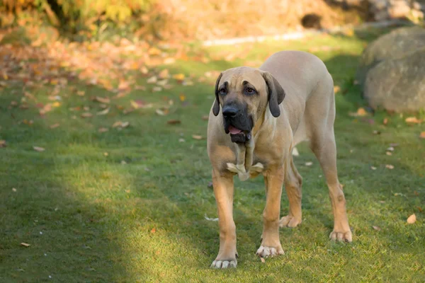 Asser Ejecución aniversario Fila dog fotos de stock, imágenes de Fila dog sin royalties | Depositphotos