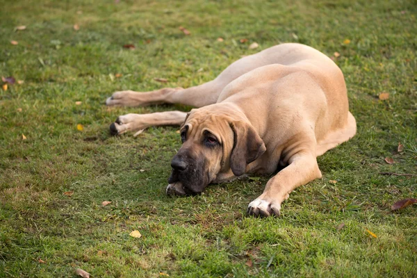 Mulher de Fila Brasileiro (Mastim Brasileiro ) — Fotografia de Stock