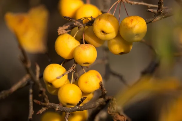 Žlutá krab jablka Golden Hornet — Stock fotografie