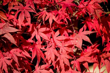 doğal kırmızı akçaağaç yaprağı arka plan