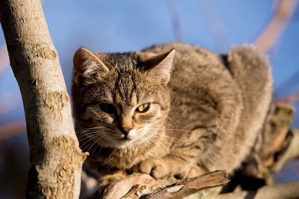 Little cute gray kitten on tree — Stock Photo, Image