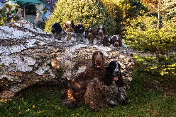 Ritratto dei campioni della famiglia inglese Cocker Spaniel — Foto Stock