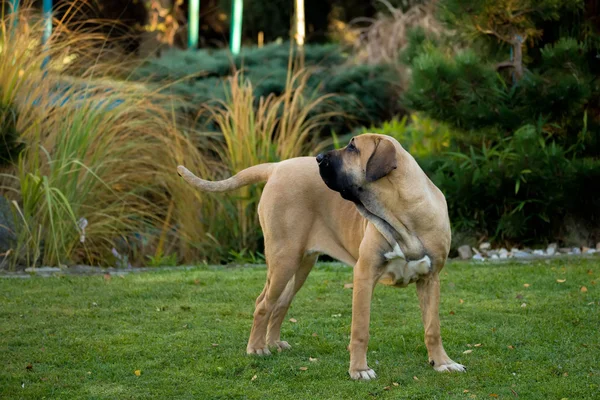 Kobieta Fila Brasileiro (Mastif brazylijski) — Zdjęcie stockowe