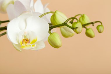 Beyaz orkidenin romantik dalı