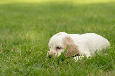 İngiliz Cocker Spaniel köpek yavrusu arıyorum