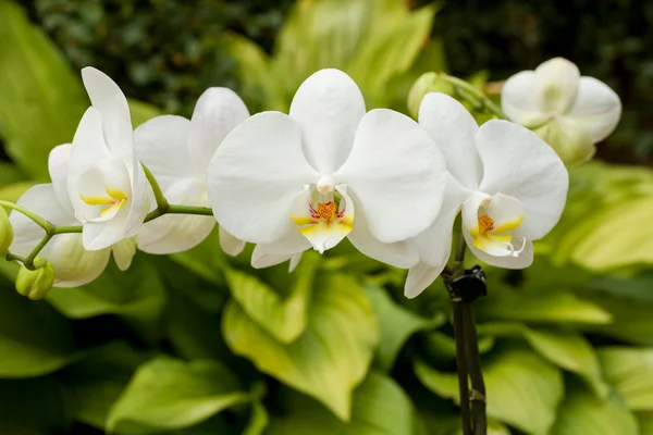Romantische weiße Orchidee — Stockfoto