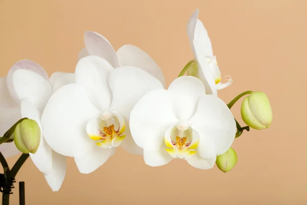 Romantic branch of white orchid — Stock Photo, Image
