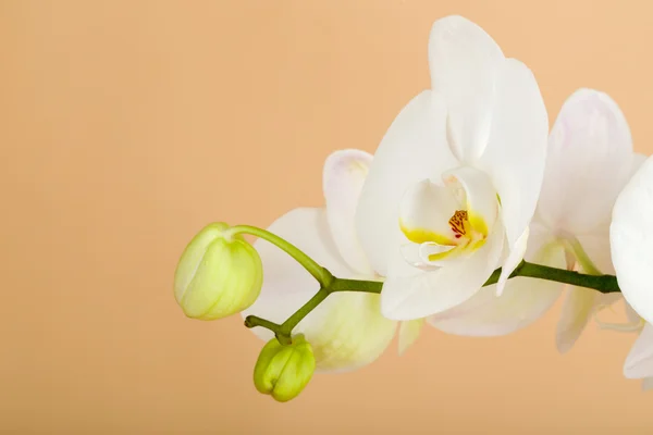 Romantische tak van witte orchidee — Stockfoto