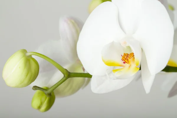 Ramo romântico de orquídea branca — Fotografia de Stock