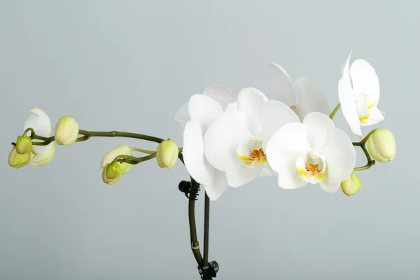 Romantischer Zweig der weißen Orchidee — Stockfoto