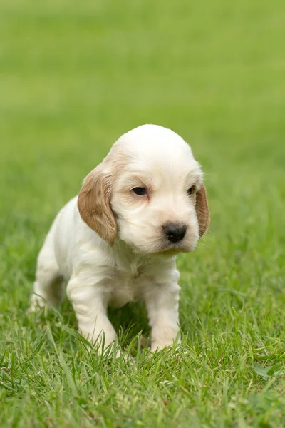 Englischer Cocker Spaniel Welpe — Stockfoto