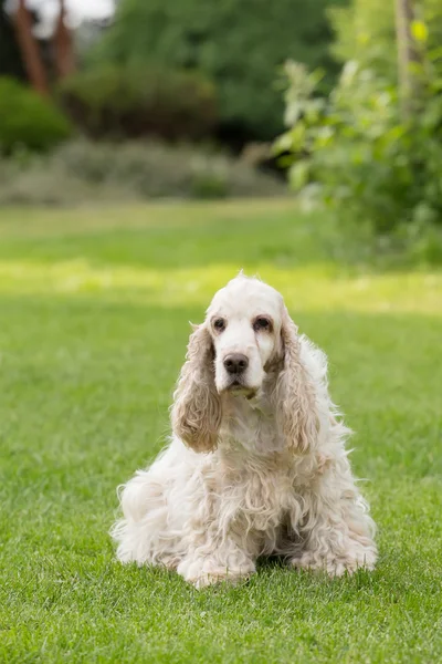 英国可卡犬的室外肖像 — 图库照片