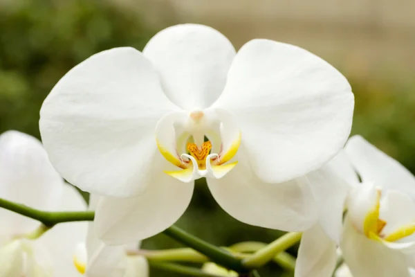 Romantische weiße Orchidee — Stockfoto