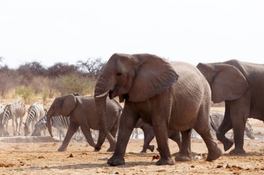 bir ziyarette200 Afrika fil sürüsü