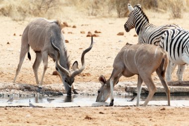 Su birikintisinin içme kudu