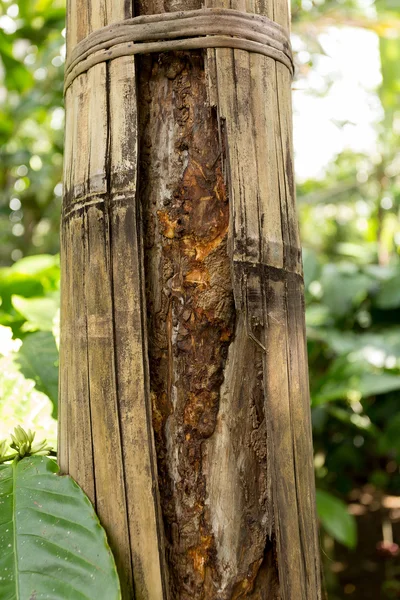 Albero di cannella a Bali, Indonesia — Foto Stock