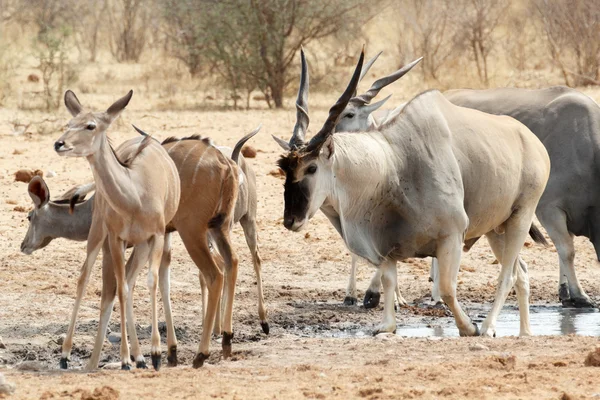 Su birikintisinin içme eland sürüsü — Stok fotoğraf