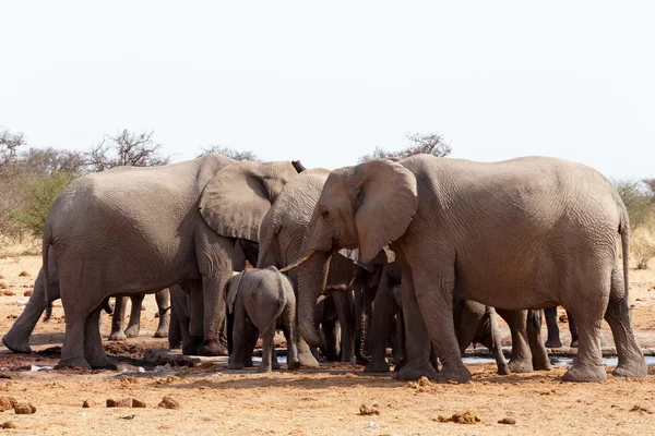 Manada de elefantes africanos en un pozo de agua —  Fotos de Stock