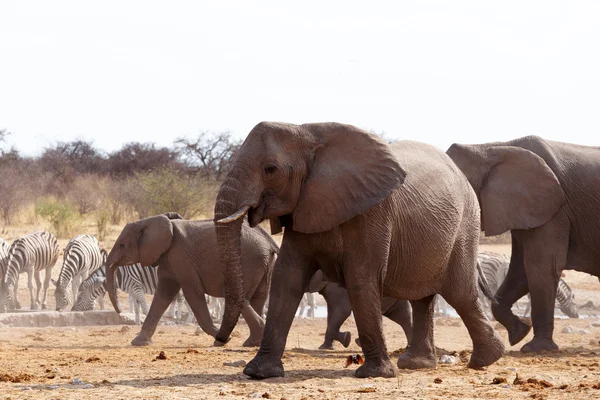 Rebanho de elefantes africanos em um buraco de água — Fotografia de Stock