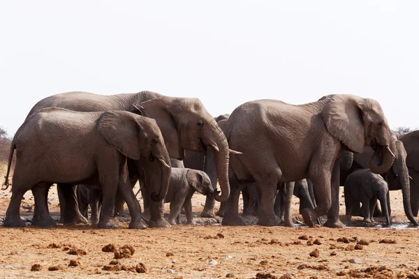 Manada de elefantes africanos a beber num buraco de água — Fotografia de Stock