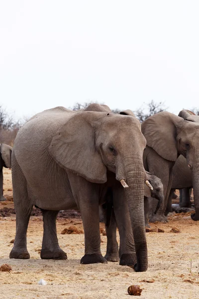 Manada de elefantes africanos en un pozo de agua — Foto de Stock
