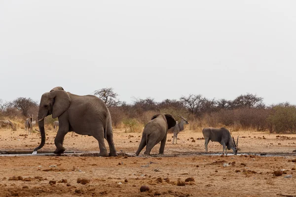 Elefantes africanos en un pozo de agua — Foto de Stock