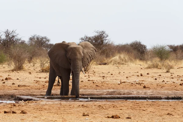 Elefantes africanos en un pozo de agua — Foto de Stock