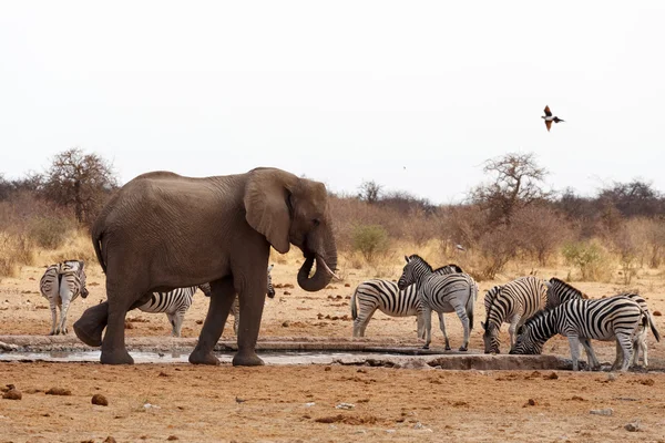 Elefantes africanos en un pozo de agua — Foto de Stock