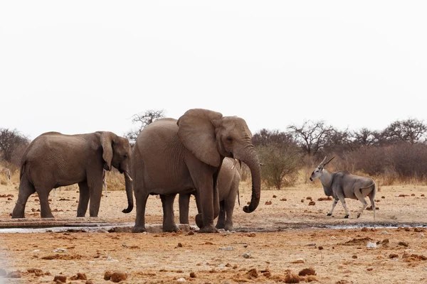 Afrikanska elefanter på ett vattenhål — Stockfoto